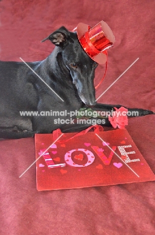 greyhound, ex racer, all photographer's profit from this image go to greyhound charities and rescue organisations