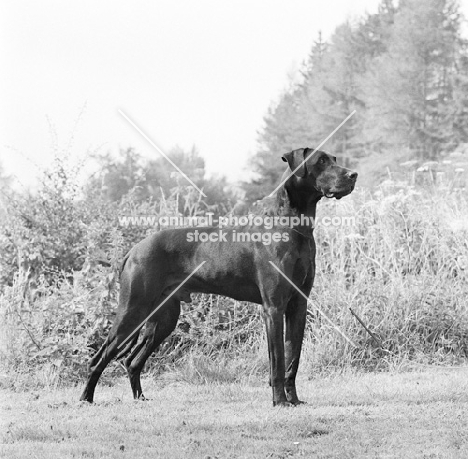 great dane