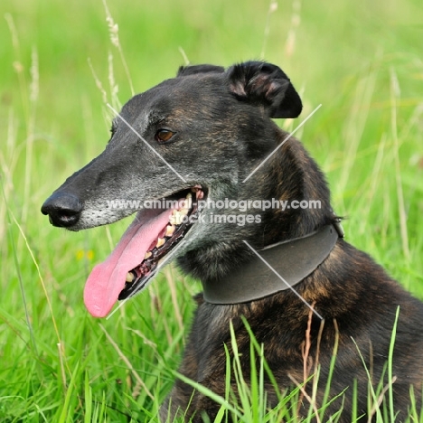 Greyhound panting, portrait