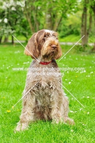 Italian Spinone sitting on grass