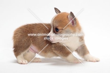 red and white coloured Welsh Pembroke Corgi puppy
