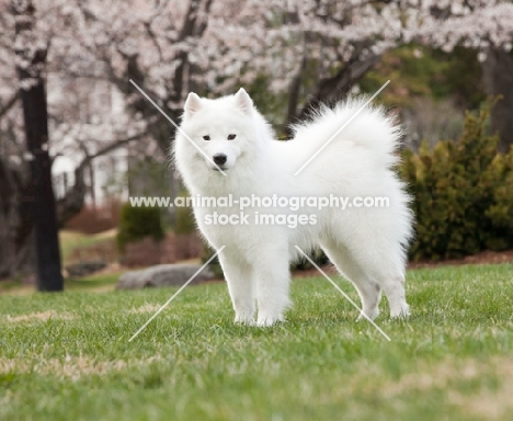 Samoyed dog in spring