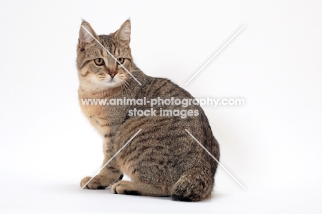 brown spotted tabby Pixie Bob cat, sitting down