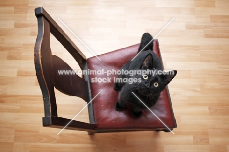 Black cat sitting on chair looking up