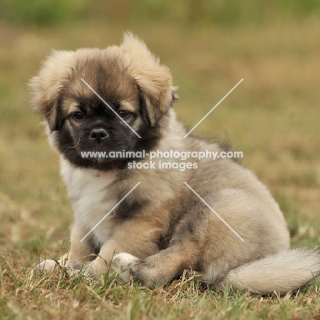 Tibetan Spaniel puppy