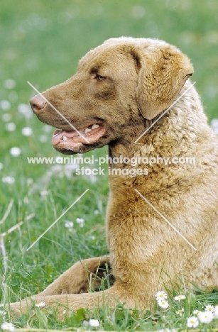 chesapeake bay retriever