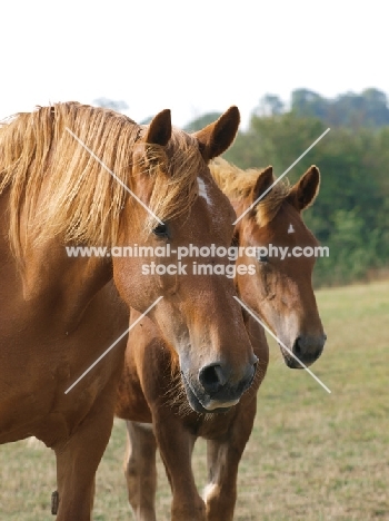 Suffolk Punches, different ages