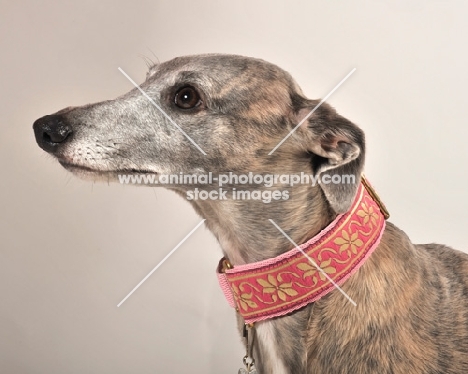 Whippet dog headshot in studio