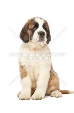 Saint Bernard puppy on white background