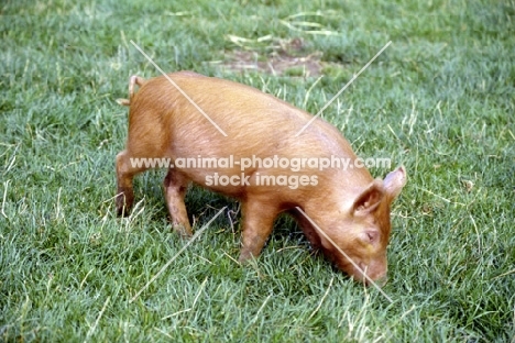 tamworth piglet on grass