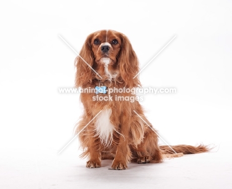 Cavalier King Charles Spaniel on white background