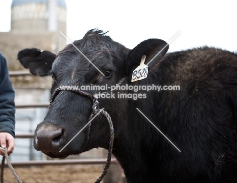 black Aberdeen Angus