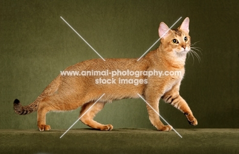 Chausie walking