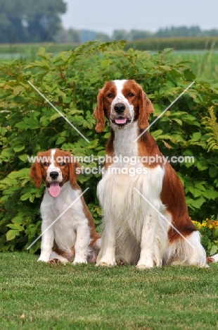 Welsh Springer Spaniel puppy with mother