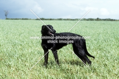 rough coated lurcher standing in a field