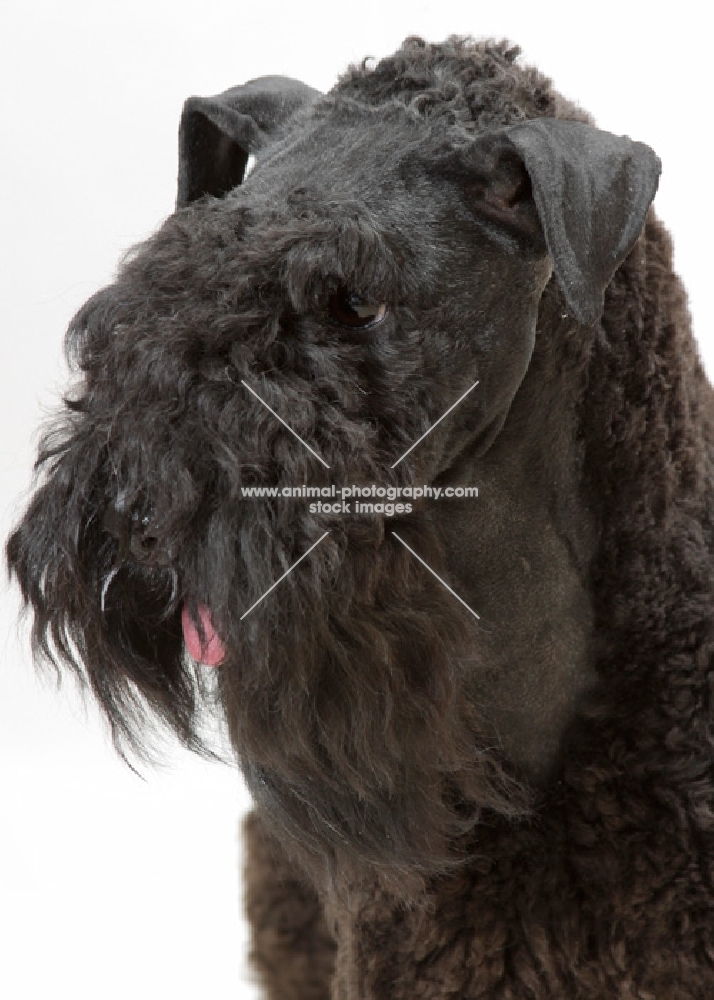 Kerrry Blue Terrier portrait on white background