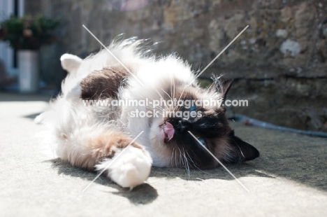 Ragdoll cat reclining in sunshine