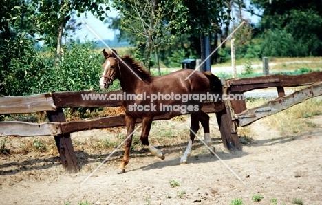 gelderland trotting in enclosure in holland