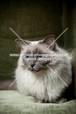 Ragdoll cat in chair