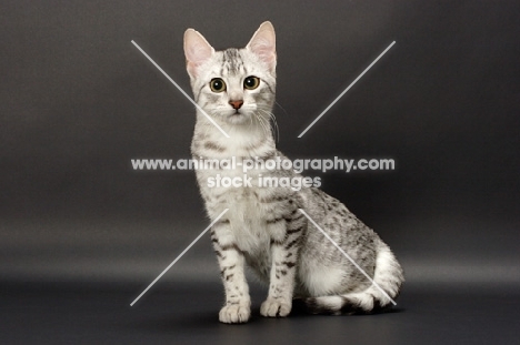 Egyptian Mau sitting down, silver spotted tabby