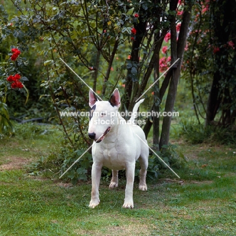 bull terrier standing on grass