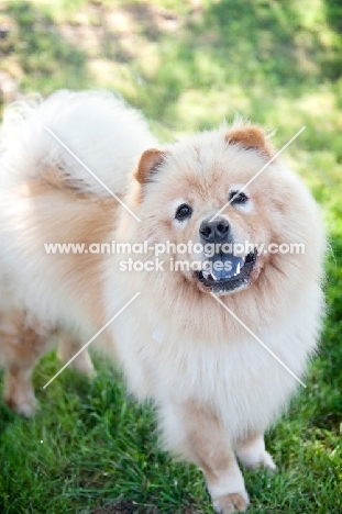 cream chow chow with mouth open