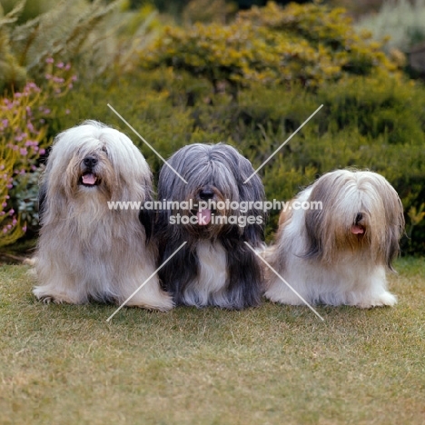 ch verles nying-chem-po, centre ch verles tom-tru, ch brackenbury gunga din of verles, group of lhasa apso