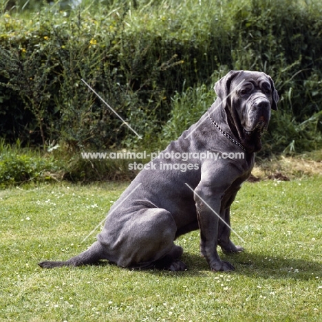  neapolitan mastiff sitting