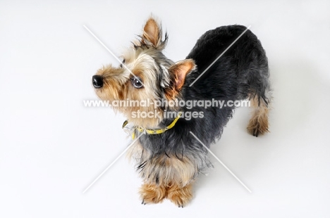 Yorkshire Terrier standing in studio on white background