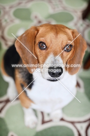 beagle sitting on rug