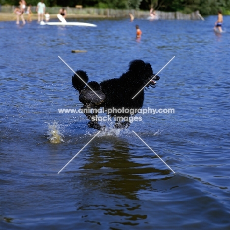 ch montravia tommy gun,  bis crufts, standard poodle running across a lake
