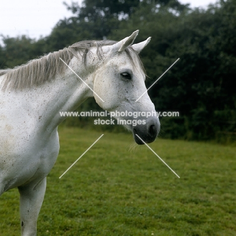 trakehner in field