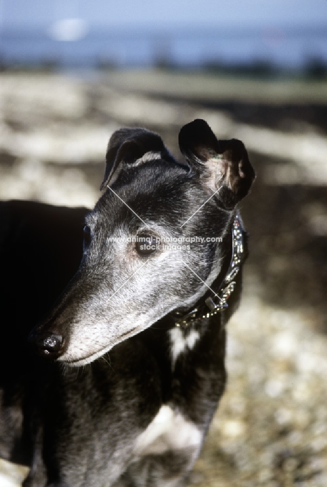 old rescued greyhound portrait