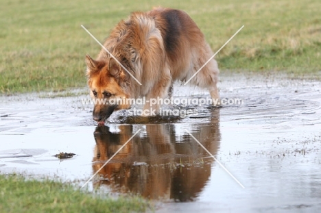 German Shepherd Dog drinking water