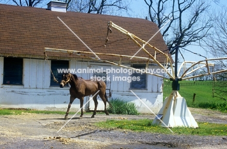 quarter horse on a horse walker in usa