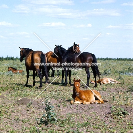 Budyonny foal lying, with mares