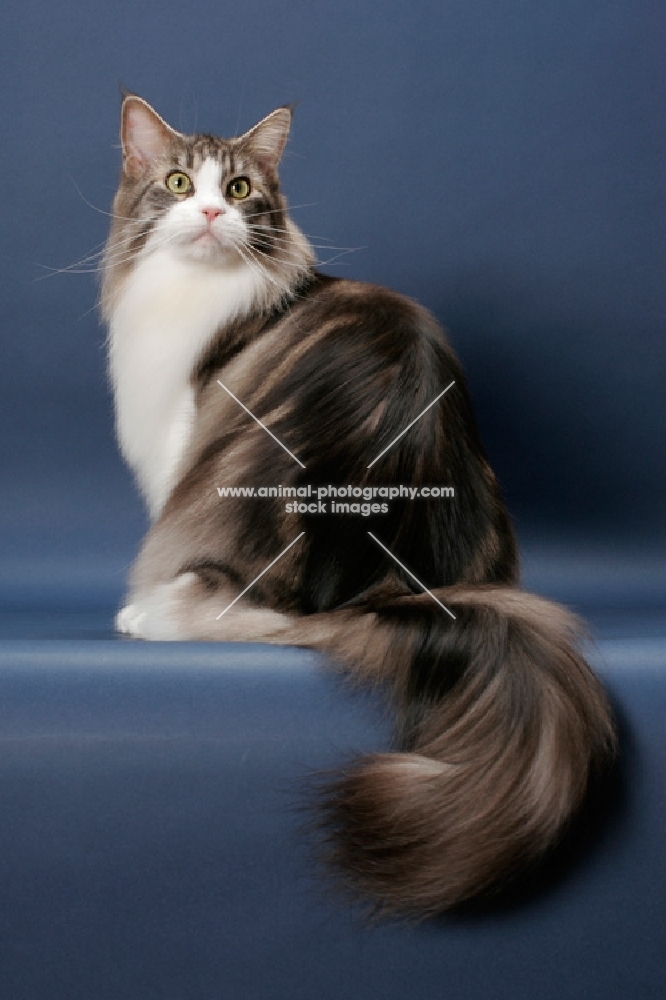 Silver Classic Tabby & White Maine Coon