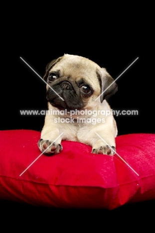 Pug puppy on pillow