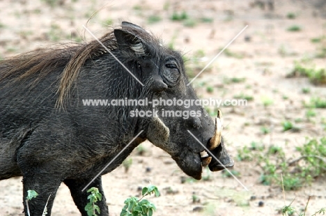 Warthog