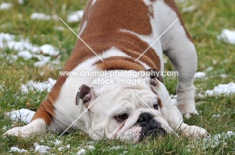 Bulldog crouching down