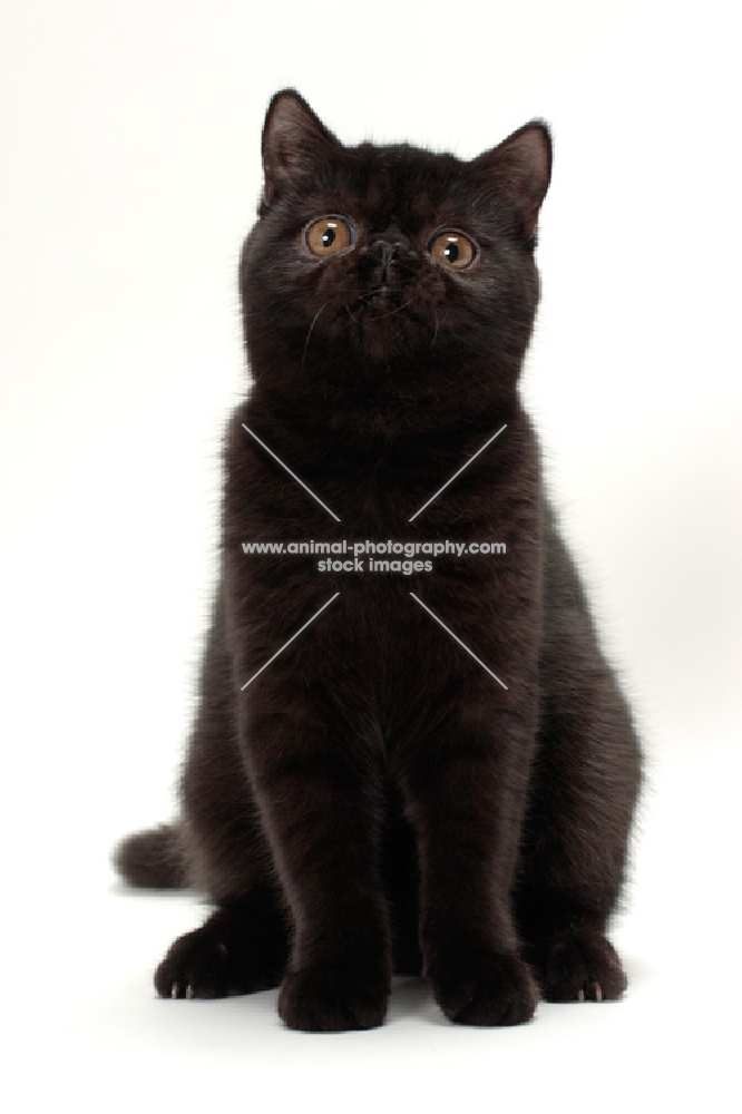 black Exotic Shorthair front view