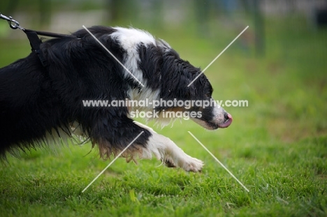 black tri colour australian shepherd pulling hard on a lead and licking his nose