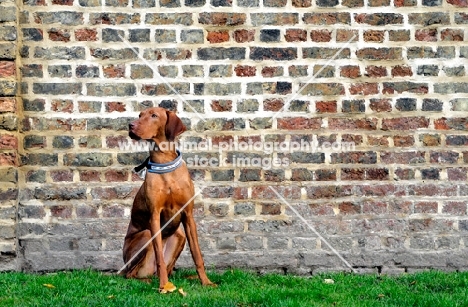 Hungarian Vizla dog sitting in front of brick wall in park