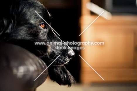 Black dog resting head on couch