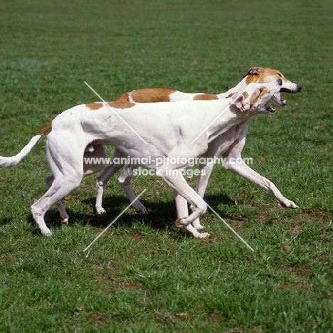 two show greyhounds playing