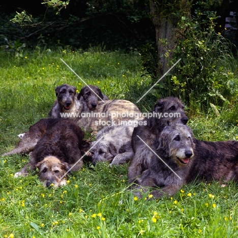 group of six irish wolfhounds lying in the shade