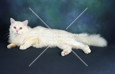 tiffanie cat lying in studio