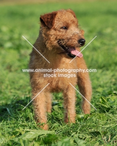 working bred lakeland terrier