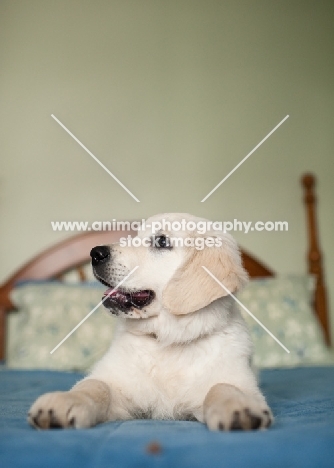 Golden retriever lying on bed.