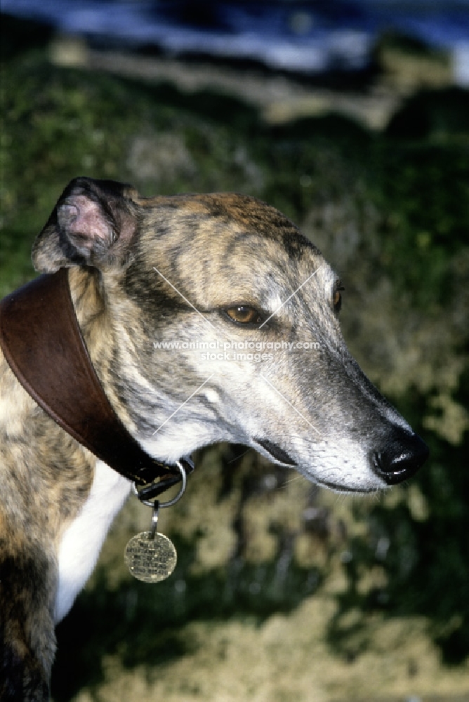 ex-racing greyhound, roscrea emma, portrait